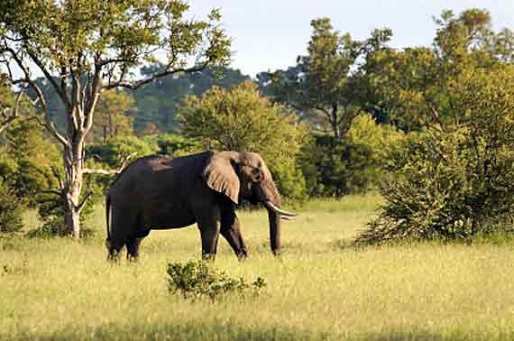 Südafrika, Krüger Nationalpark, Elefant (Urlaub, Reisen, Last-Minute-Reisen, Pauschalreisen)