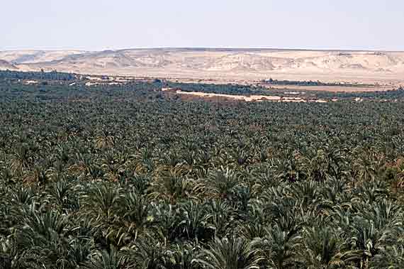 Palmenhaine in Oase Bahariya, Ägypten ( Urlaub, Reisen, Lastminute-Reisen, Pauschalreisen )