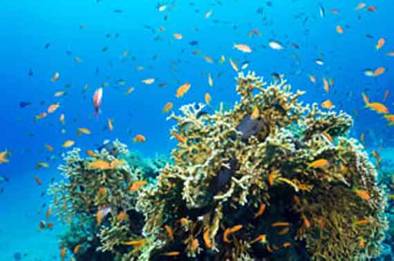 Ägypten - Korallen im Golf von Akaba ( Urlaub, Reisen, Lastminute-Reisen, Pauschalreisen )