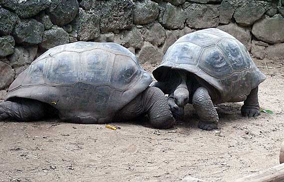 Indischer Ozean, Mauritius - Riesenschildkröten ( Urlaub, Reisen, Lastminute-Reisen, Pauschalreisen )