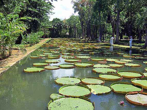 Indischer Ozean, Mauritius - Bummel durch den Garten Pampelmousses ( Urlaub, Reisen, Lastminute-Reisen, Pauschalreisen )