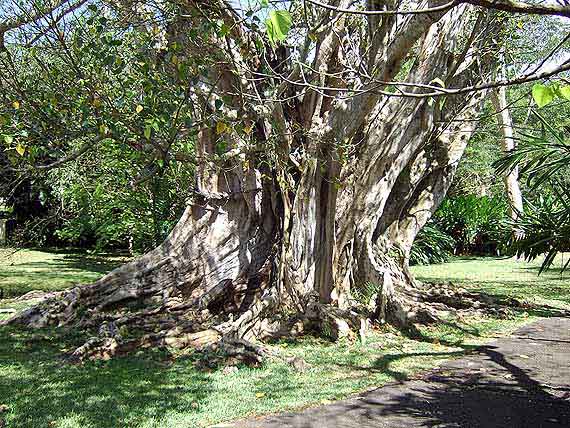 Indischer Ozean, Mauritius - Bummel durch den Garten Pampelmousses ( Urlaub, Reisen, Lastminute-Reisen, Pauschalreisen )
