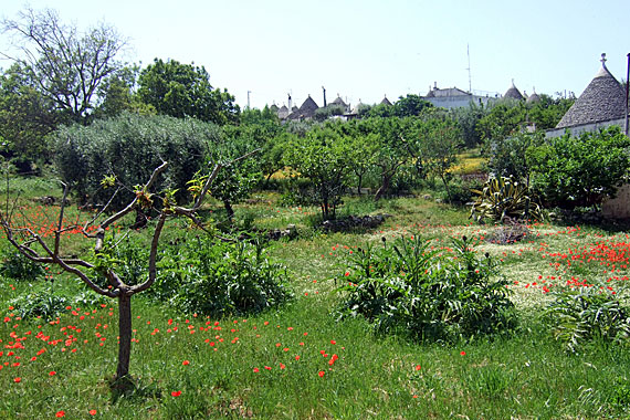 Italien, Apulien, Bari - Trulli in Alberobello (Urlaub, Reisen, Last-Minute-Reisen, Pauschalreisen)