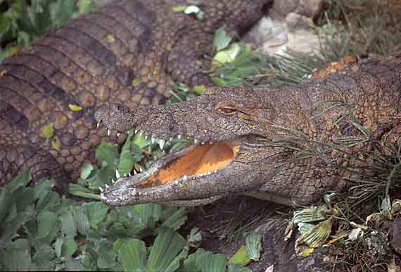Indischer Ozean, La Vanille Crocodile Parc auf Mauritius ( Urlaub, Reisen, Lastminute-Reisen, Pauschalreisen )