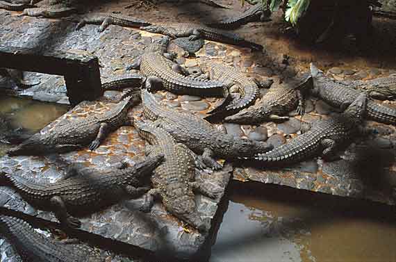 Indischer Ozean, La Vanille Crocodile Parc auf Mauritius ( Urlaub, Reisen, Lastminute-Reisen, Pauschalreisen )