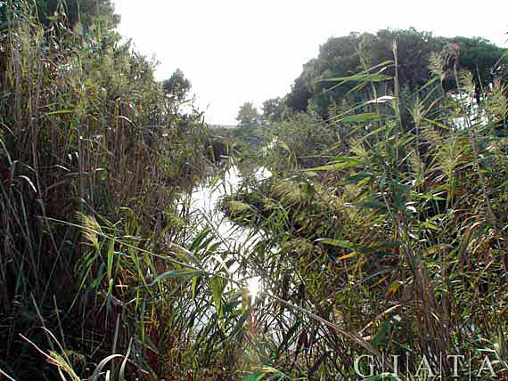 Parc natural de s’Albufera - Muro, Alcudia, Mallorca ( Urlaub, Reisen, Lastminute-Reisen, Pauschalreisen )