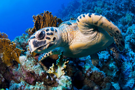 Ägypten, Sinai - Meeresschildkröte am Korallenriff ( Urlaub, Reisen, Lastminute-Reisen, Pauschalreisen )