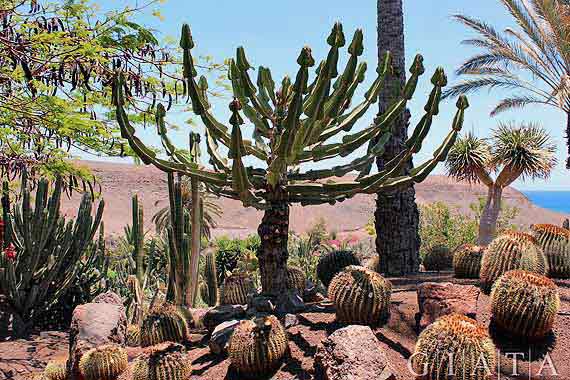 Naturpark „Oasis Park“ bei La Lajita, Fuerteventura ( Urlaub, Reisen, Lastminute-Reisen, Pauschalreisen )