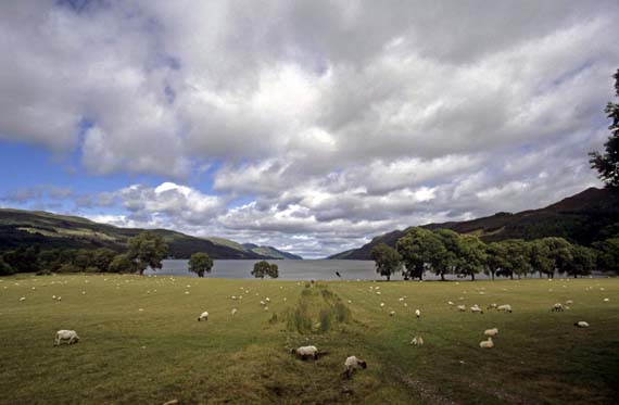 Schottland - Landschaft mit Schafen ( Urlaub, Reisen, Lastminute-Reisen, Pauschalreisen )