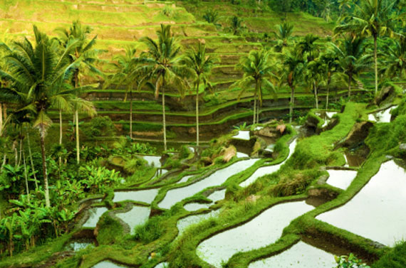 Indonesien, Bali - Einzigartige Reisterrassen auf Bali (Urlaub, Reisen, Last-Minute-Reisen, Pauschalreisen)