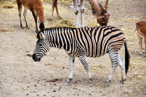 Spanien, Cosa Blanca - Aitana Safari Park