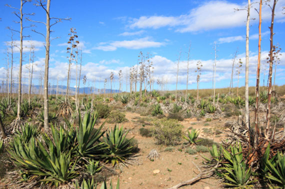 Spanien, Costa de Almería - Naturpark Cabo de Gata ( Urlaub, Reisen, Lastminute-Reisen, Pauschalreisen )