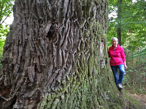 1000jährige Eiche in Nagel - Ortsteil von Küps im Landkreis Kronach, Frankenwald, Bayern