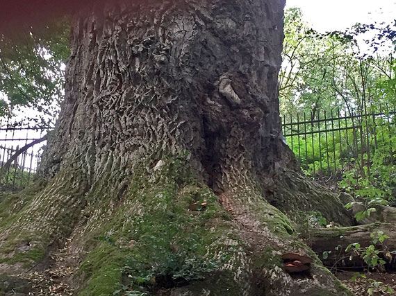 1000jährige Eiche in Nagel - Ortsteil von Küps im Landkreis Kronach, Frankenwald, Bayern