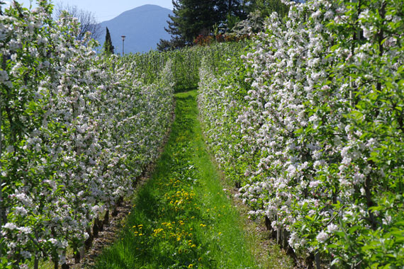 Landhaus Hotel Kristall – Marling bei Meran, Südtirol, Italien ( Urlaub, Reisen, Ferien, Wandern )
