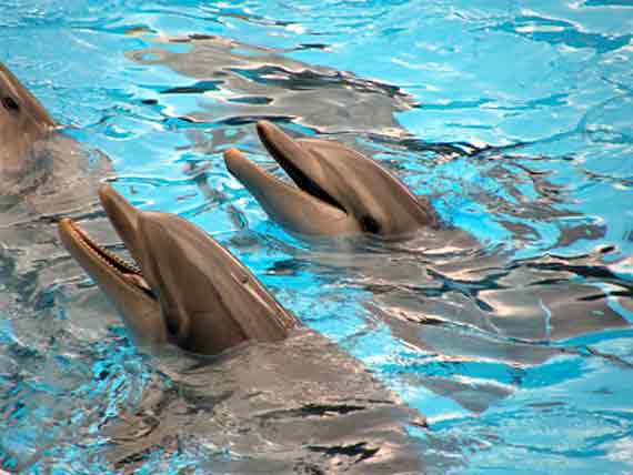 Kanaren, Teneriffa, Puerto de la Cruz, Delphine im Loro Parque ( Urlaub, Reisen, Lastminute-Reisen, Pauschalreisen )