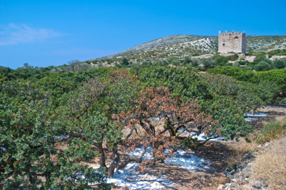 Griechische Insel Chios (Nordostägäische-Inseln) - Mastixbäume ( Urlaub, Reisen, Lastminute-Reisen, Pauschalreisen )