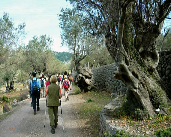 Mallorca, Küstenwanderung von Port de Soller nach Sa Calobra ( Urlaub, Reisen, Lastminute-Reisen, Pauschalreisen )