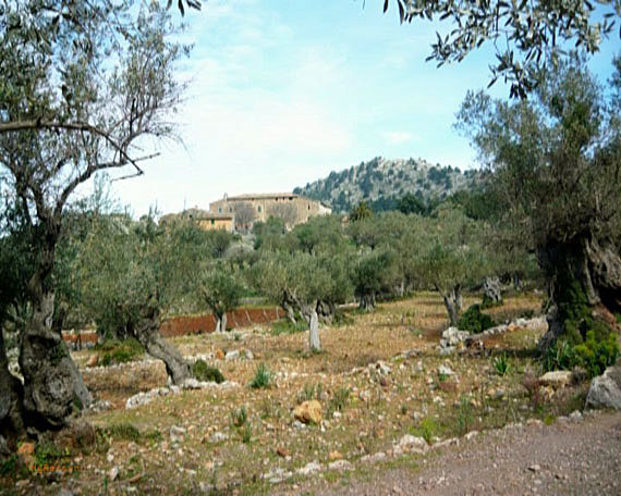 Mallorca, Küstenwanderung von Port de Soller nach Sa Calobra ( Urlaub, Reisen, Lastminute-Reisen, Pauschalreisen )