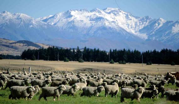 Neuseeland, Schafe auf der Südinsel ( Urlaub, Reisen, Lastminute-Reisen, Pauschalreisen )