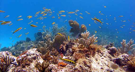 Unterwasserwelt Punta Cana - Dominikanische Republik, Dom Rep ( Urlaub, Reisen, Lastminute-Reisen, Pauschalreisen )