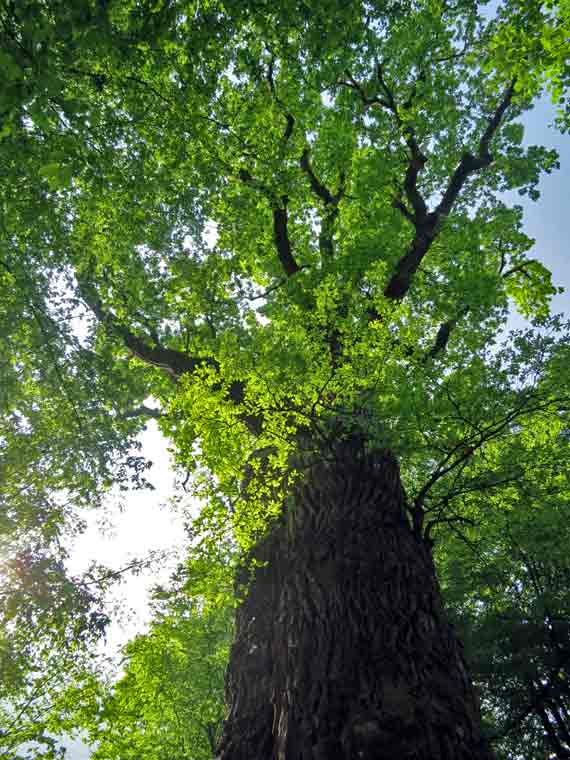 1000jährige Eiche in Nagel - Ortsteil von Küps im Landkreis Kronach, Frankenwald, Bayern