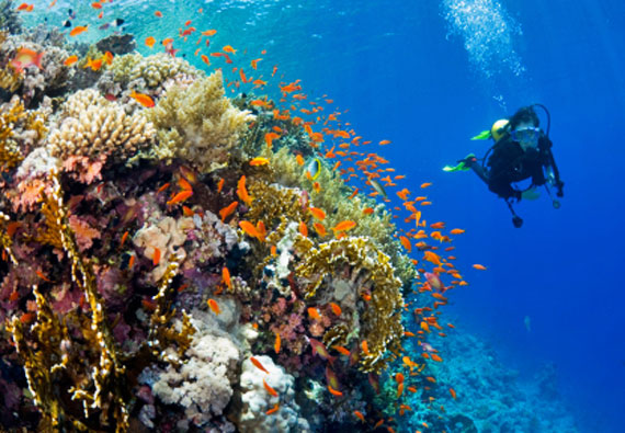 Taucher am Korallenriff im Roten Meer, Ägypten ( Urlaub, Reisen, Lastminute-Reisen, Pauschalreisen )