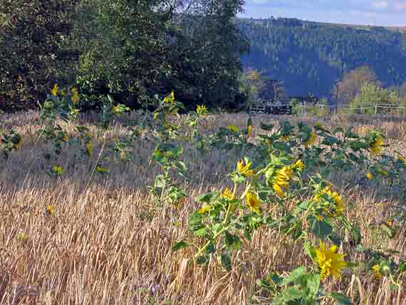 Steinbach an der Haide - Landkreis Kronach, Frankenwald, Bayern