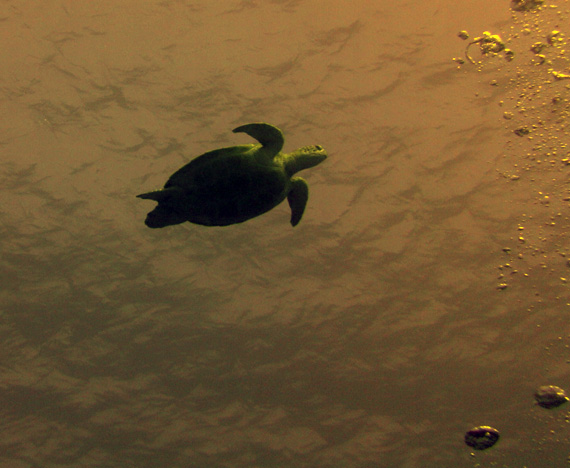 Karettschildkröte in der Bucht Marsa Eagle, Rotes Meer, Ägypten (Urlaub, Reisen, Lastminute-Reisen, Pauschalreisen)