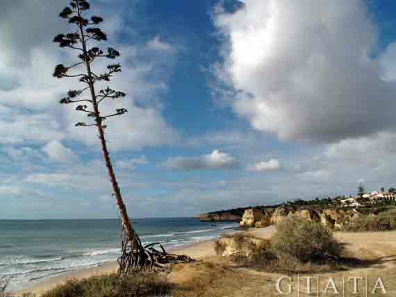 Albufeira - Algarve, Portugal ( Urlaub, Reisen, Lastminute-Reisen, Pauschalreisen )