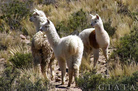 Peru - Lamas in den Anden  ( Urlaub, Reisen, Lastminute-Reisen, Pauschalreisen )