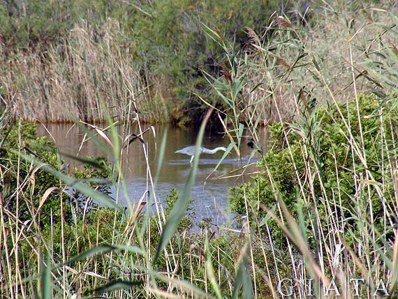 Parc natural de s’Albufera de Mallorca, Alcudia ( Urlaub, Reisen, Lastminute-Reisen, Pauschalreisen )