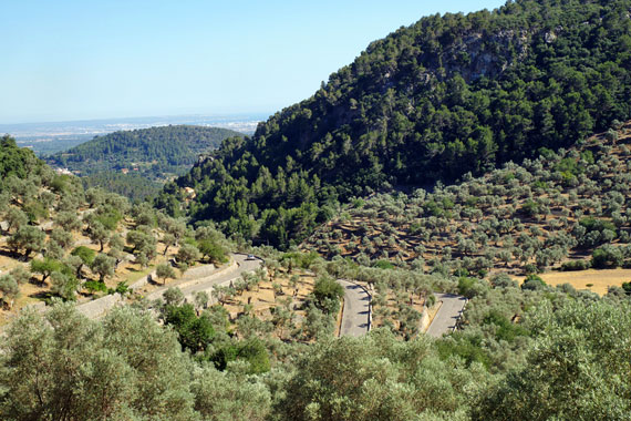 Mallorca, Soller, Olivenplantagen ( Urlaub, Reisen, Lastminute-Reisen, Pauschalreisen )