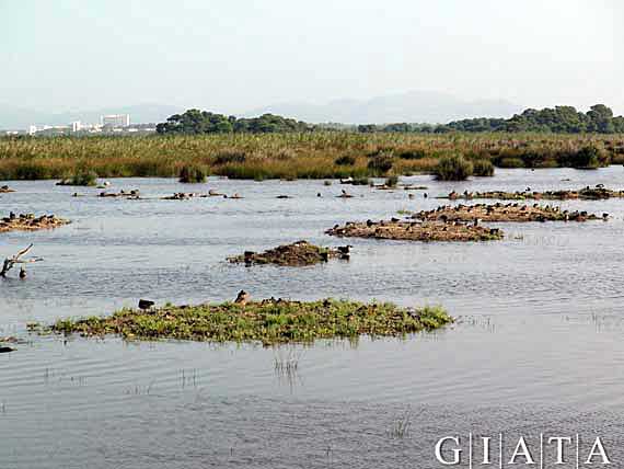 Parc natural de s’Albufera de Mallorca, Alcudia ( Urlaub, Reisen, Lastminute-Reisen, Pauschalreisen )